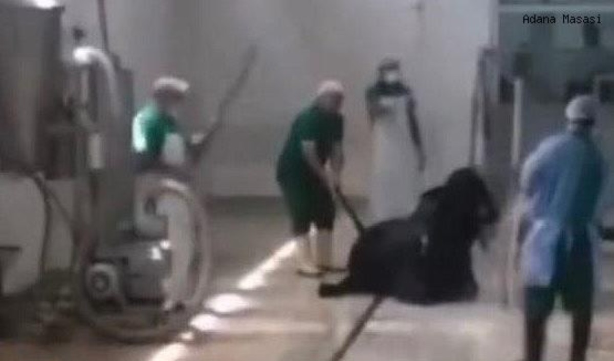 Et ve Süt Kurumu, büyükbaş hayvana işkence eden sorumluları işten kovdu